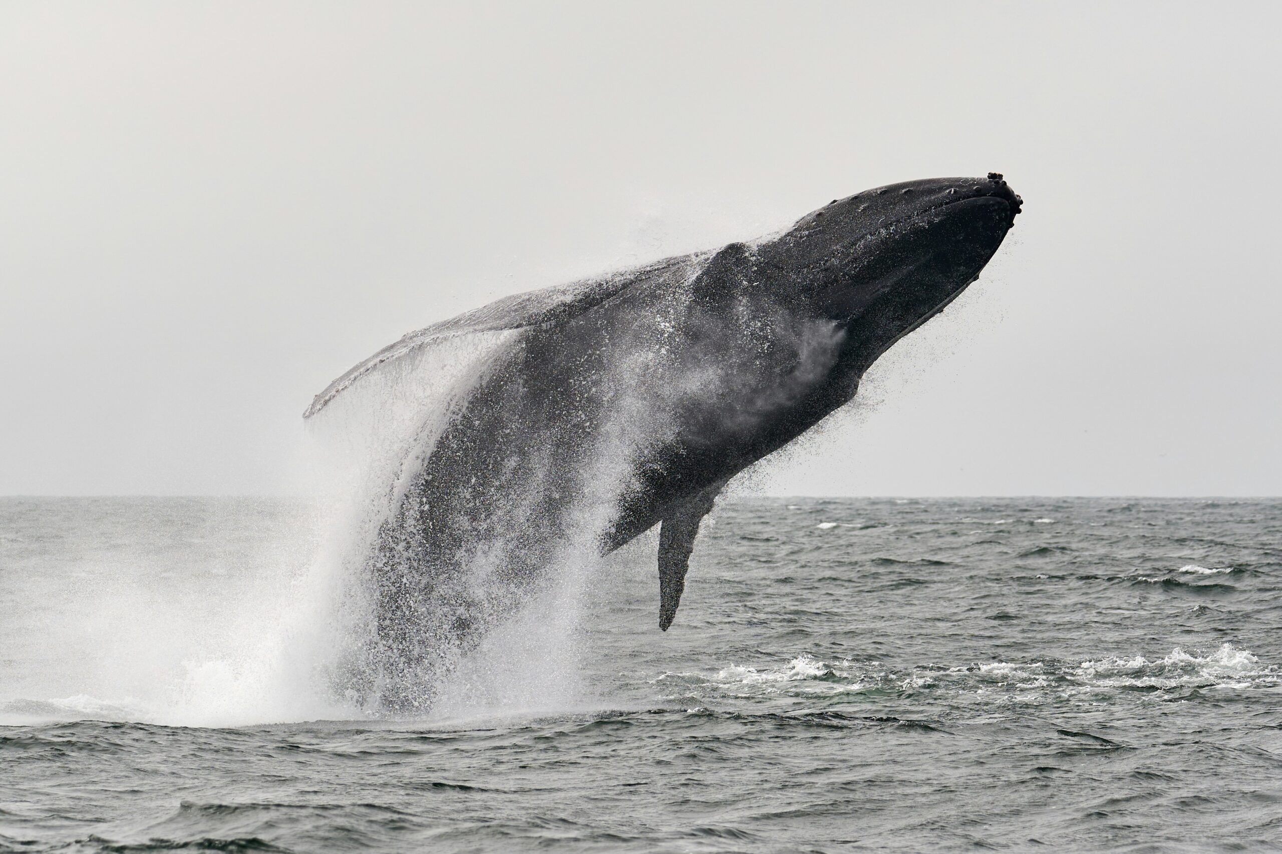 Baleen Whale Weight Comparison