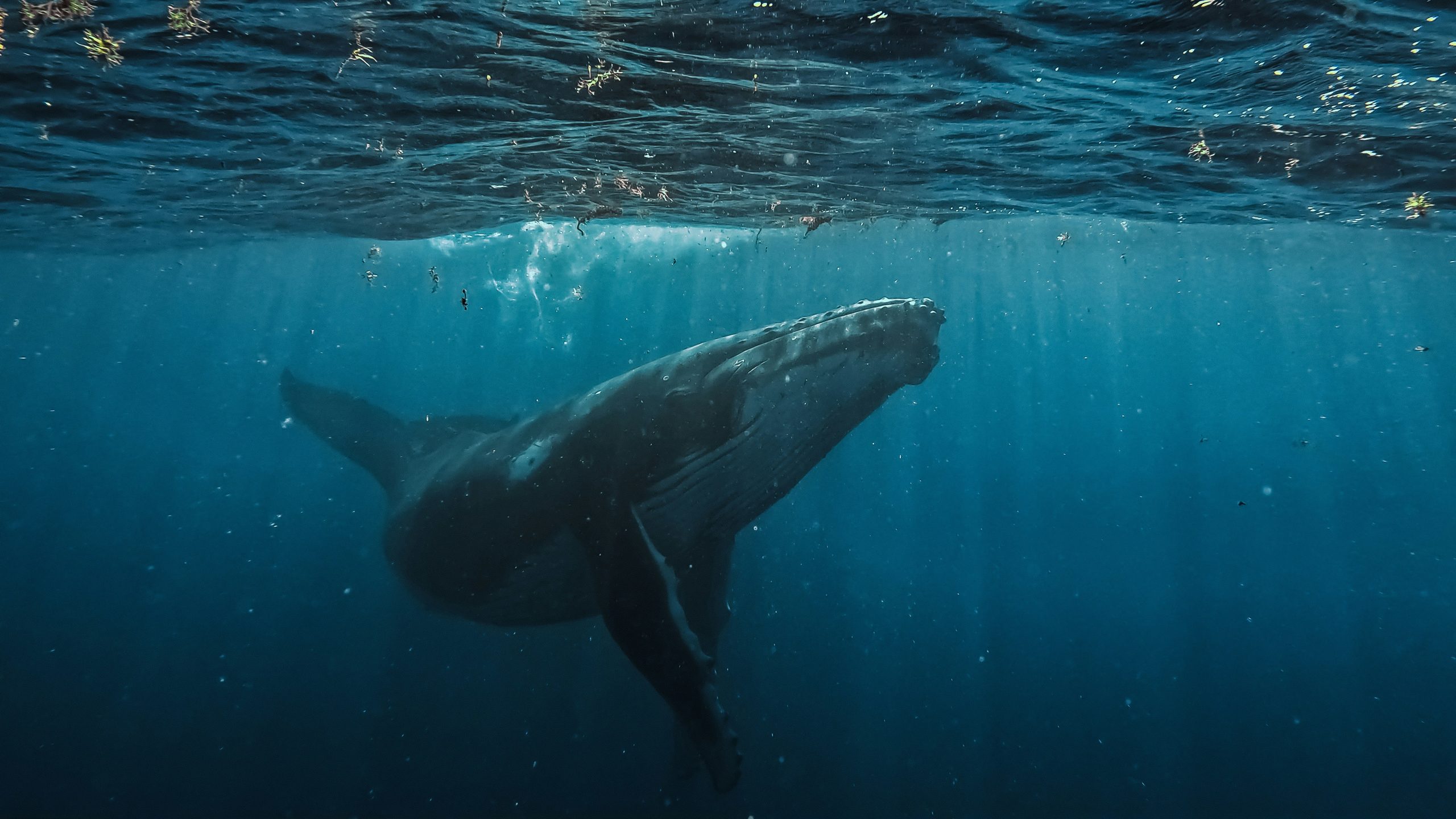 diving capacity in minutes baleen whales
