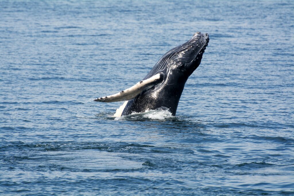 Baleen Whale Litter Size