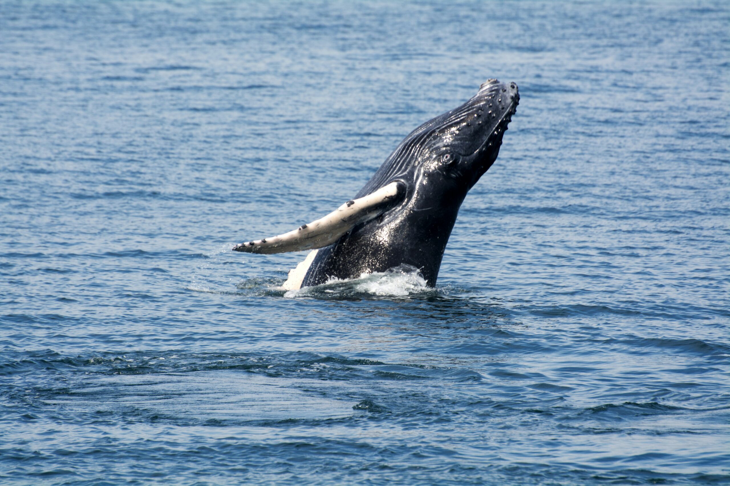 Baleen Whale Litter Size