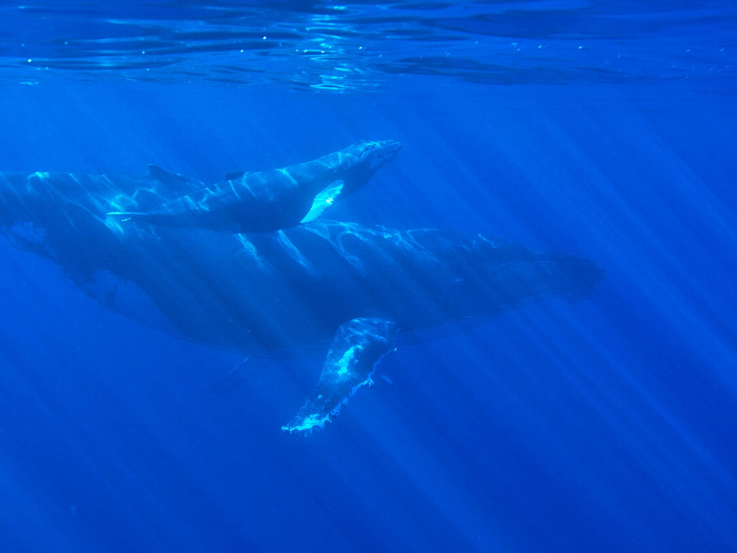 Baleen Whale Sexual Maturity by Species