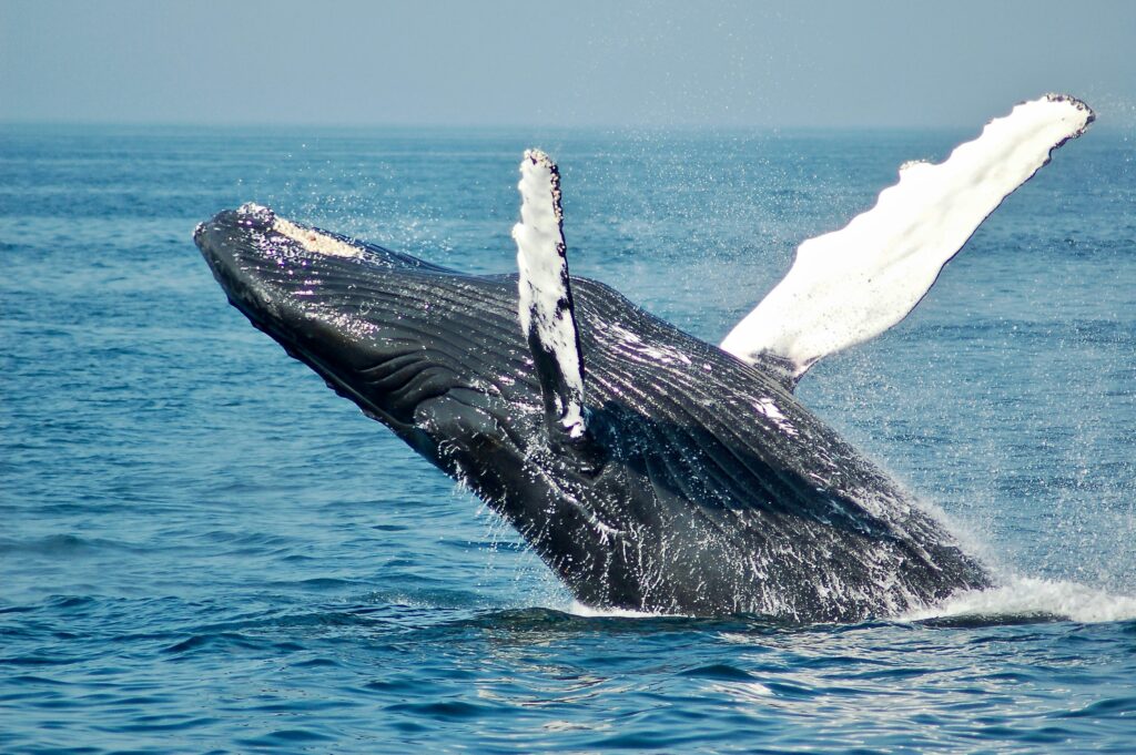 Baleen Whale Lifespan by Sex | Mysticeti