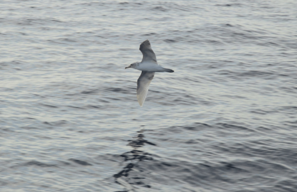 coryshearwater sighting scientific article