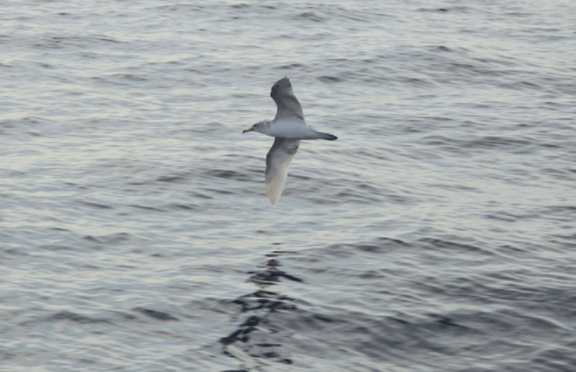 coryshearwater sighting scientific article