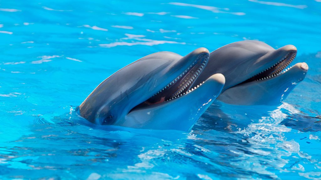 differences of dolphins